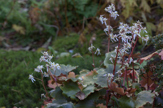 Plancia ëd Saxifraga fortunei Hook.