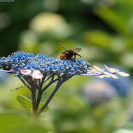 Image of Bombus ignitus Smith 1869