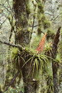 Image of Tillandsia calothyrsus Mez