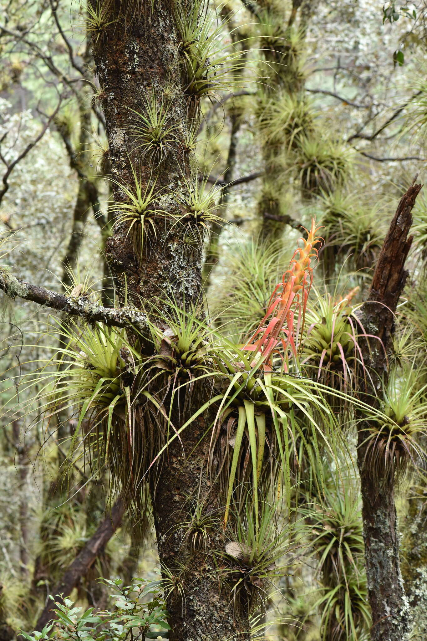 Image de Tillandsia calothyrsus Mez