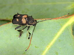 Image of Aporocera