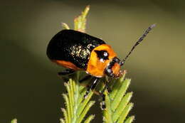 Image of Aporocera