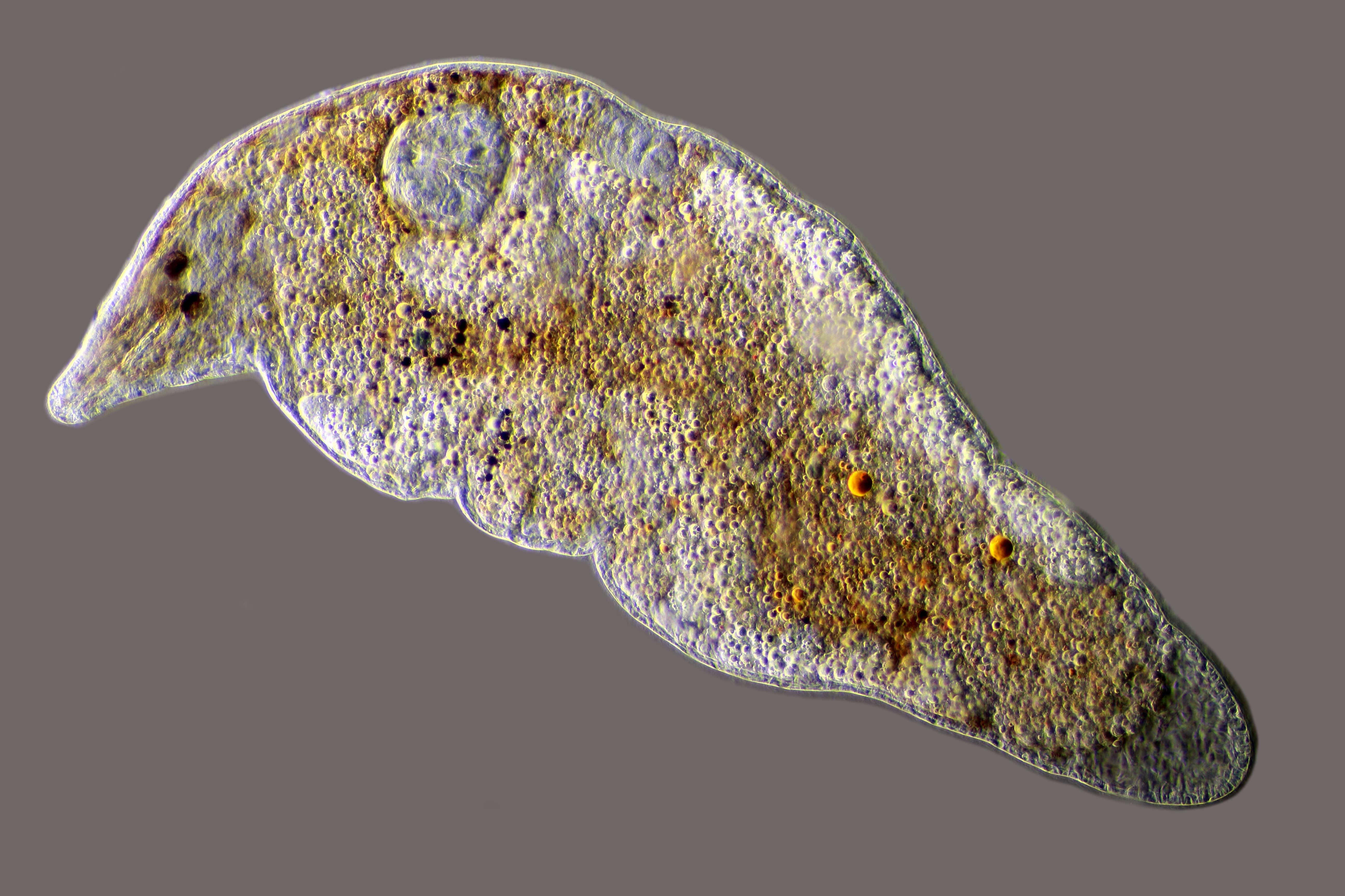 Image of Rhabditophora