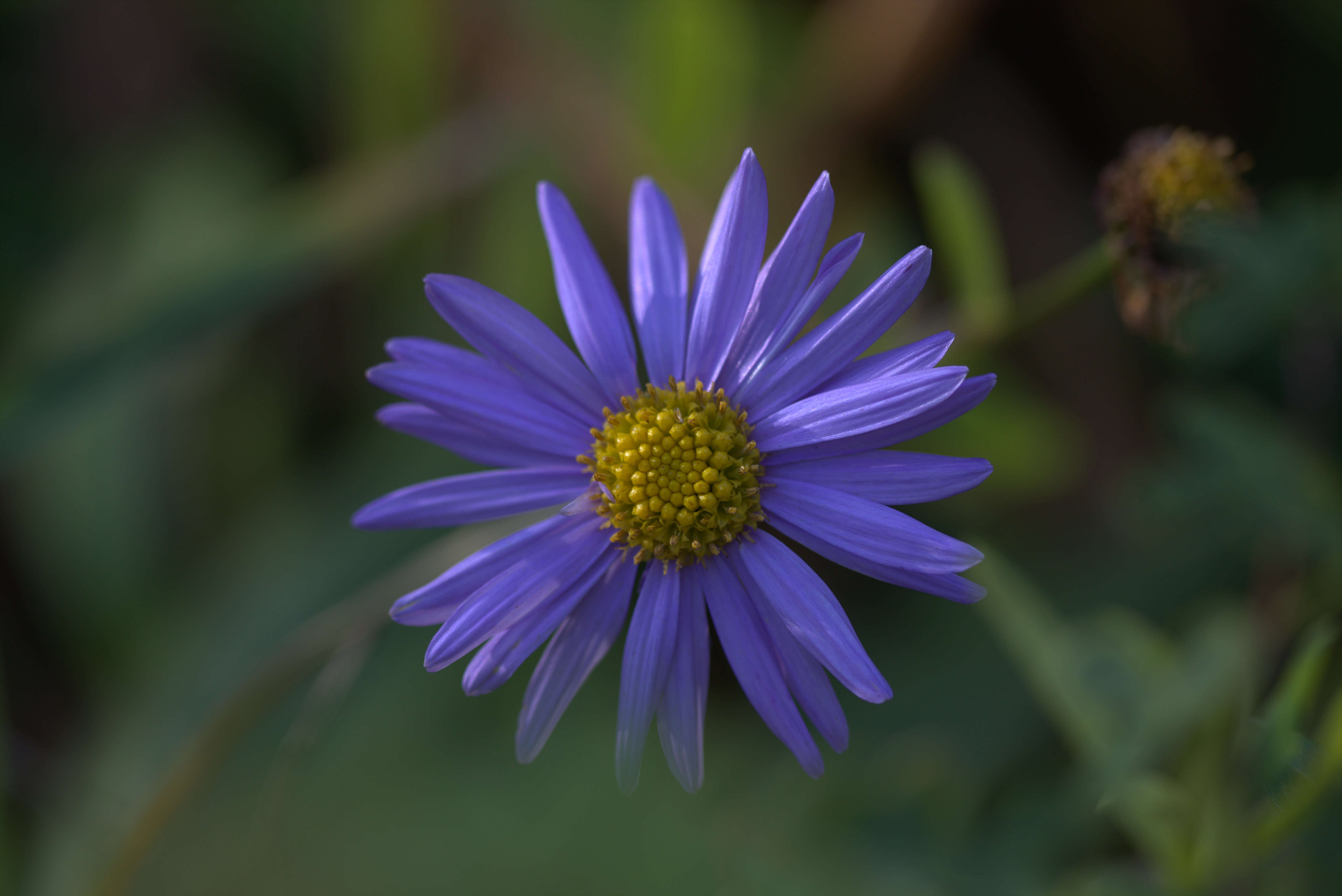 Image of Aster koraiensis Nakai