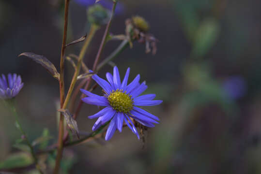 Image of Aster koraiensis Nakai