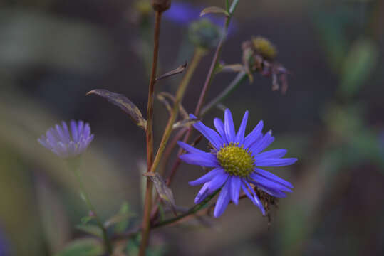 Image of Aster koraiensis Nakai