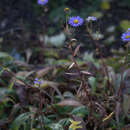 Image of Aster koraiensis Nakai