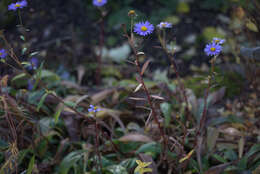 Image of Aster koraiensis Nakai