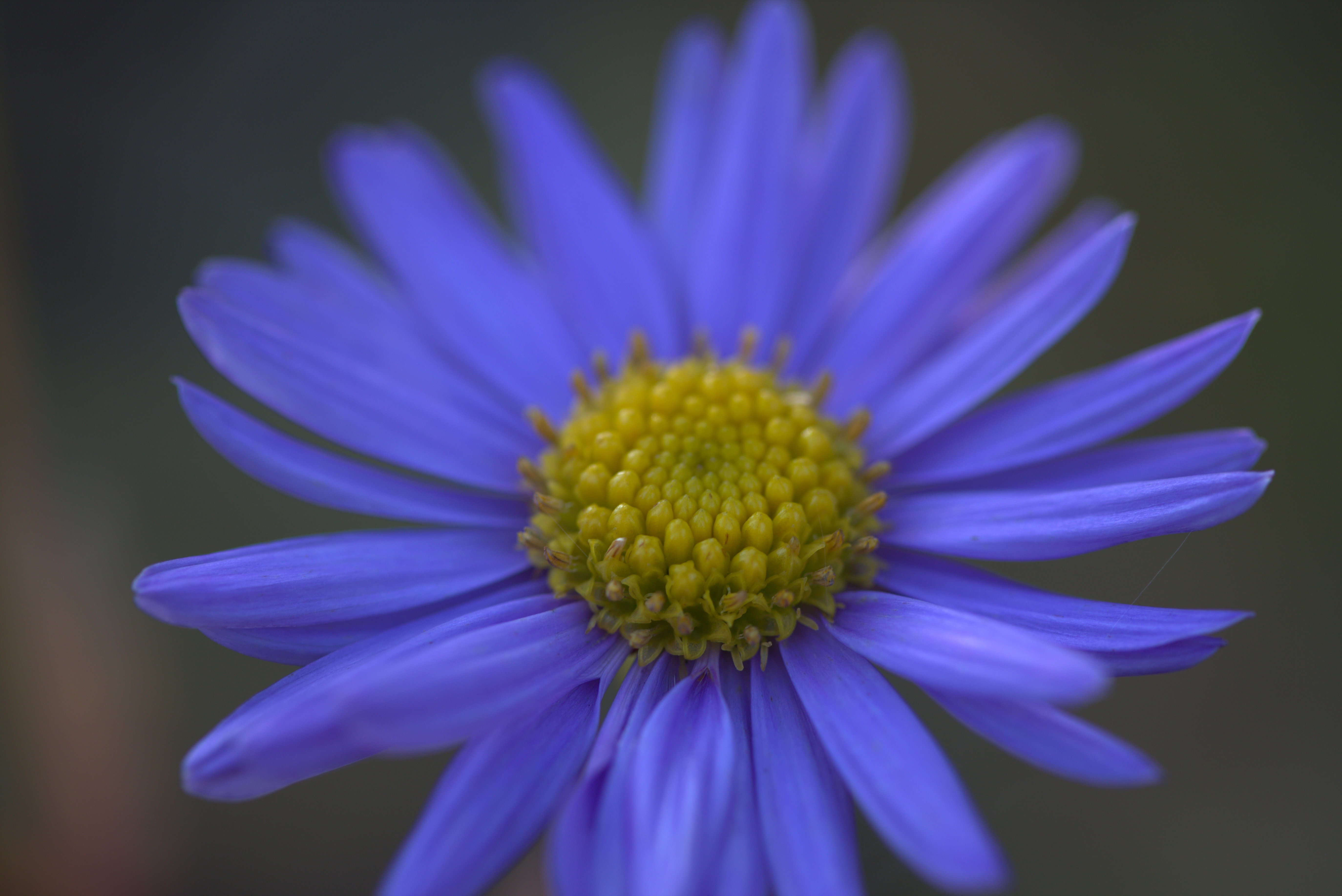 Image of Aster koraiensis Nakai