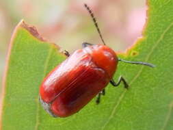 Image of Aporocera