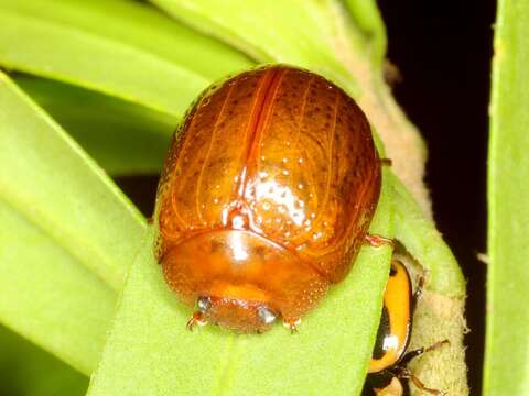 Image of Dicranosterna semipunctata