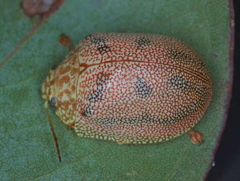 Image of Paropsis atomaria