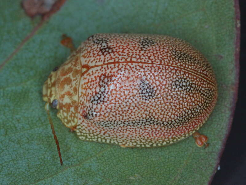 Paropsis atomaria的圖片