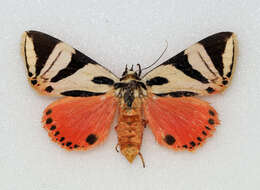 Image of Attatha regalis Moore 1872