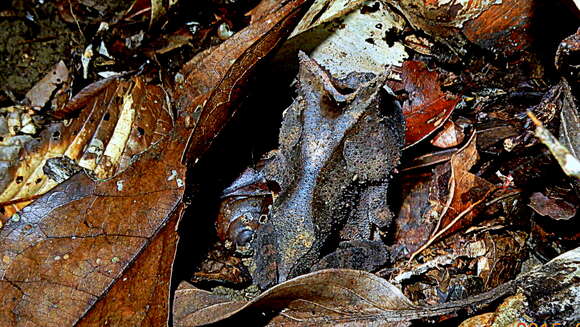 Image of Boie's Frog