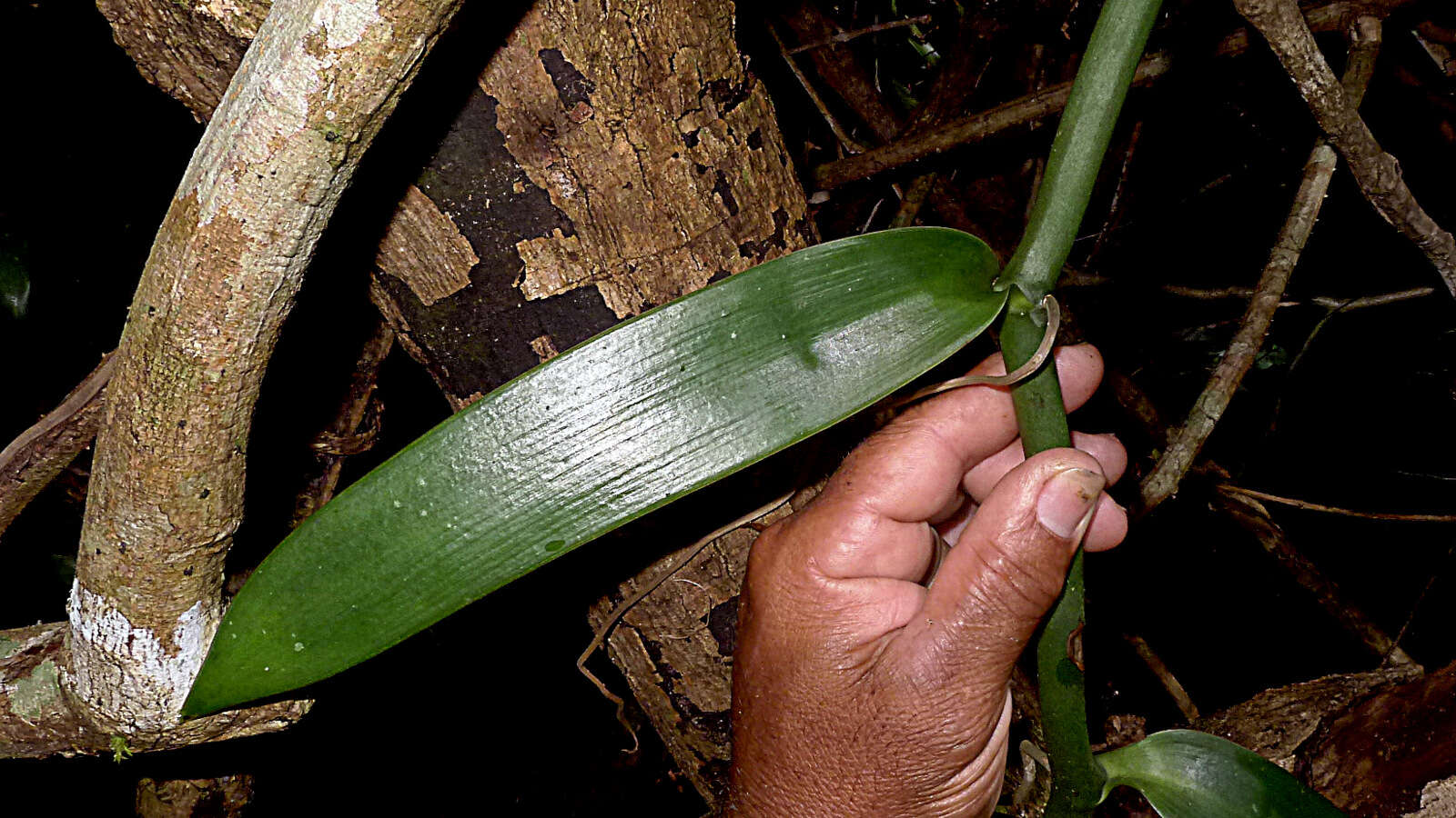 Image of West Indian vanilla