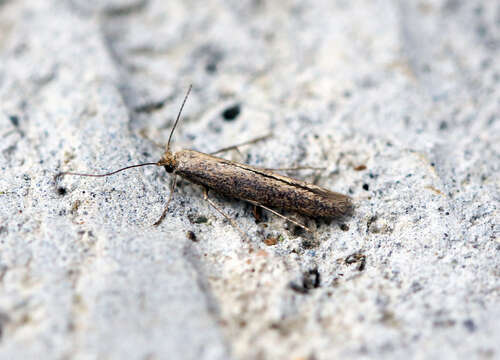 Image of convolvulus leafminer