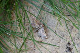 Image of Ornate Hydriris Moth