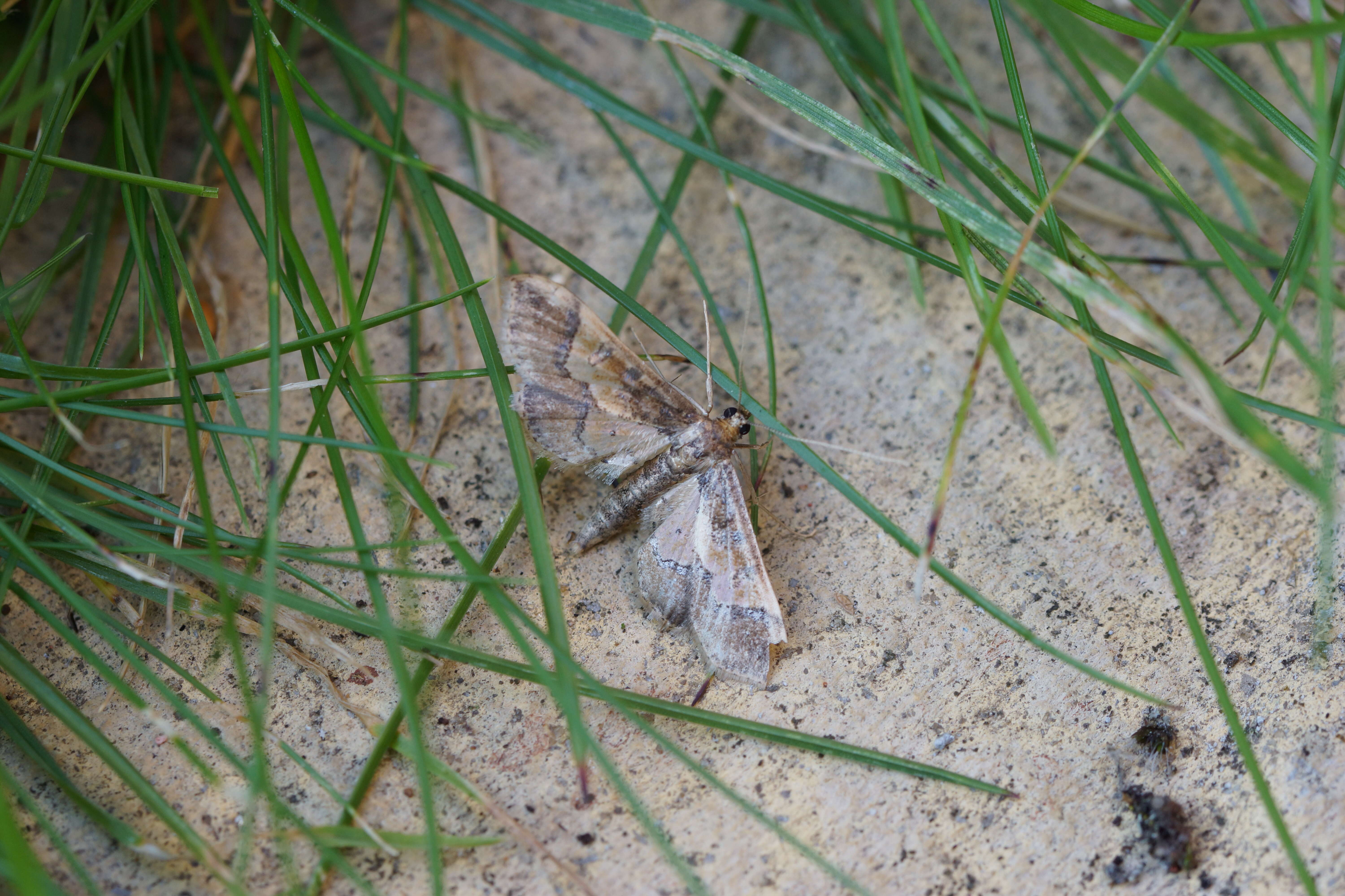 Image of Ornate Hydriris Moth