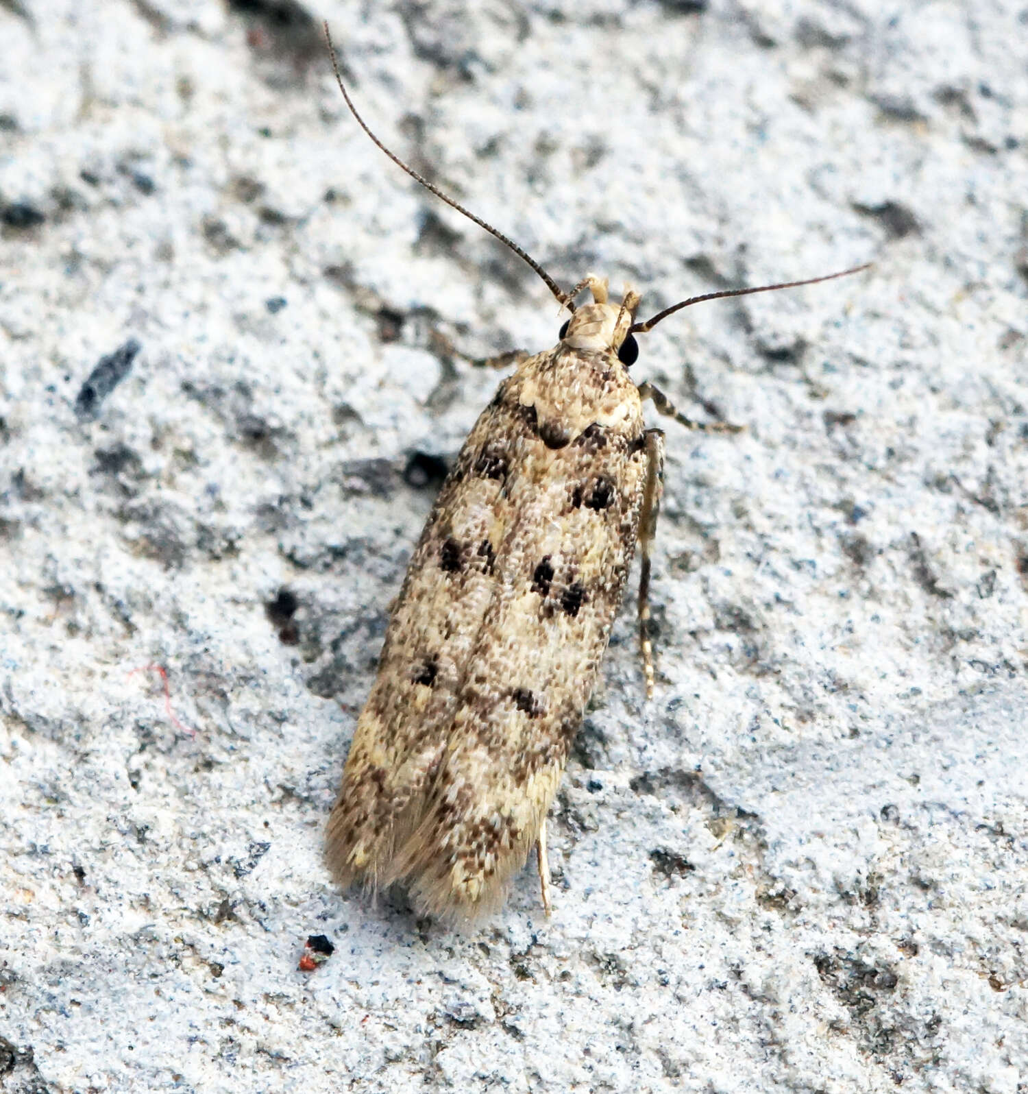 Image de Bryotropha domestica Haworth 1828