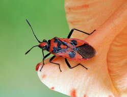 Image of black & red squash bug