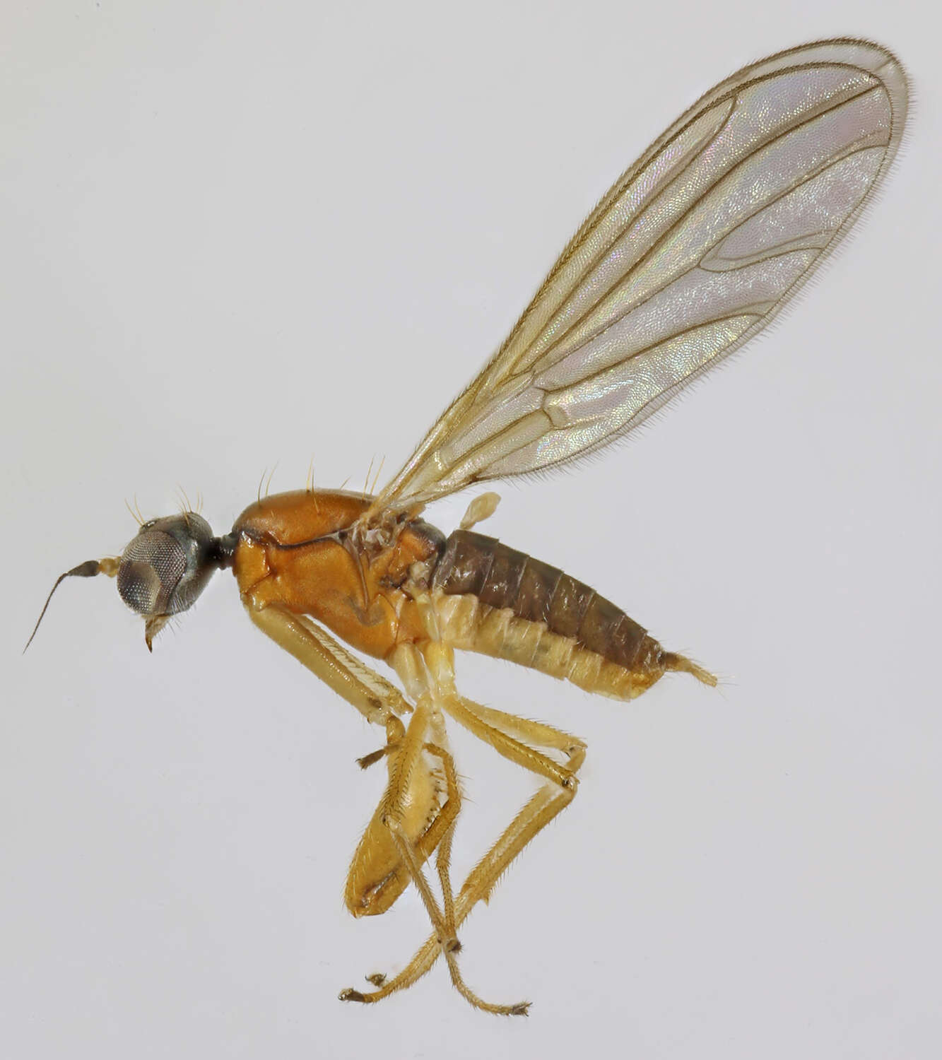 Image of Phyllodromia melanocephala (Fabricius 1794)