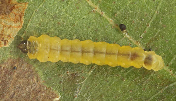 Image de Phyllonorycter stettinensis (Nicelli 1852)