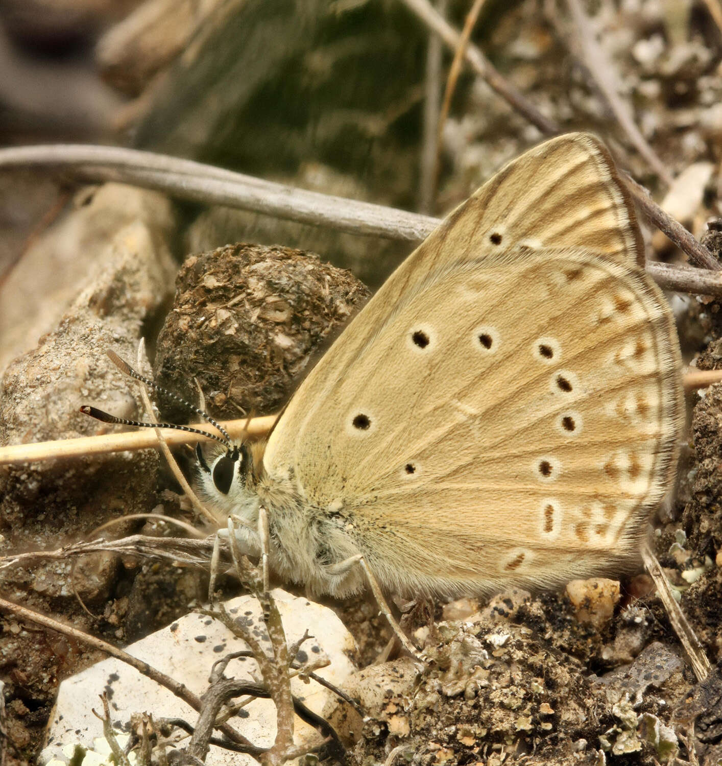 Image of Polyommatus admetus (Esper (1783))