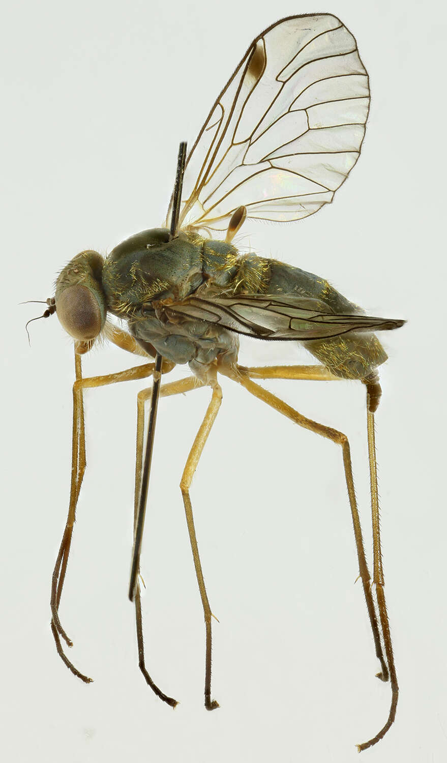 Image of Chrysopilus asiliformis