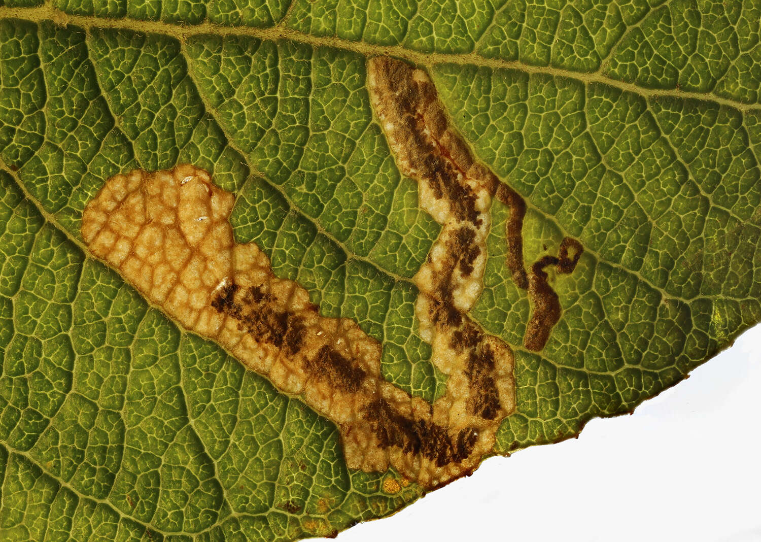 Image of Stigmella salicis (Stainton 1854) Fletcher et al. 1945