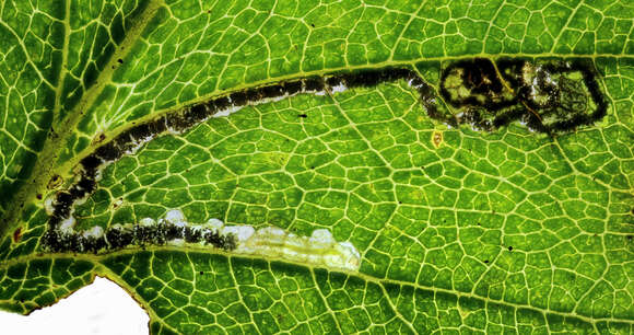 Image of Stigmella luteella (Stainton 1857) Beirne 1945