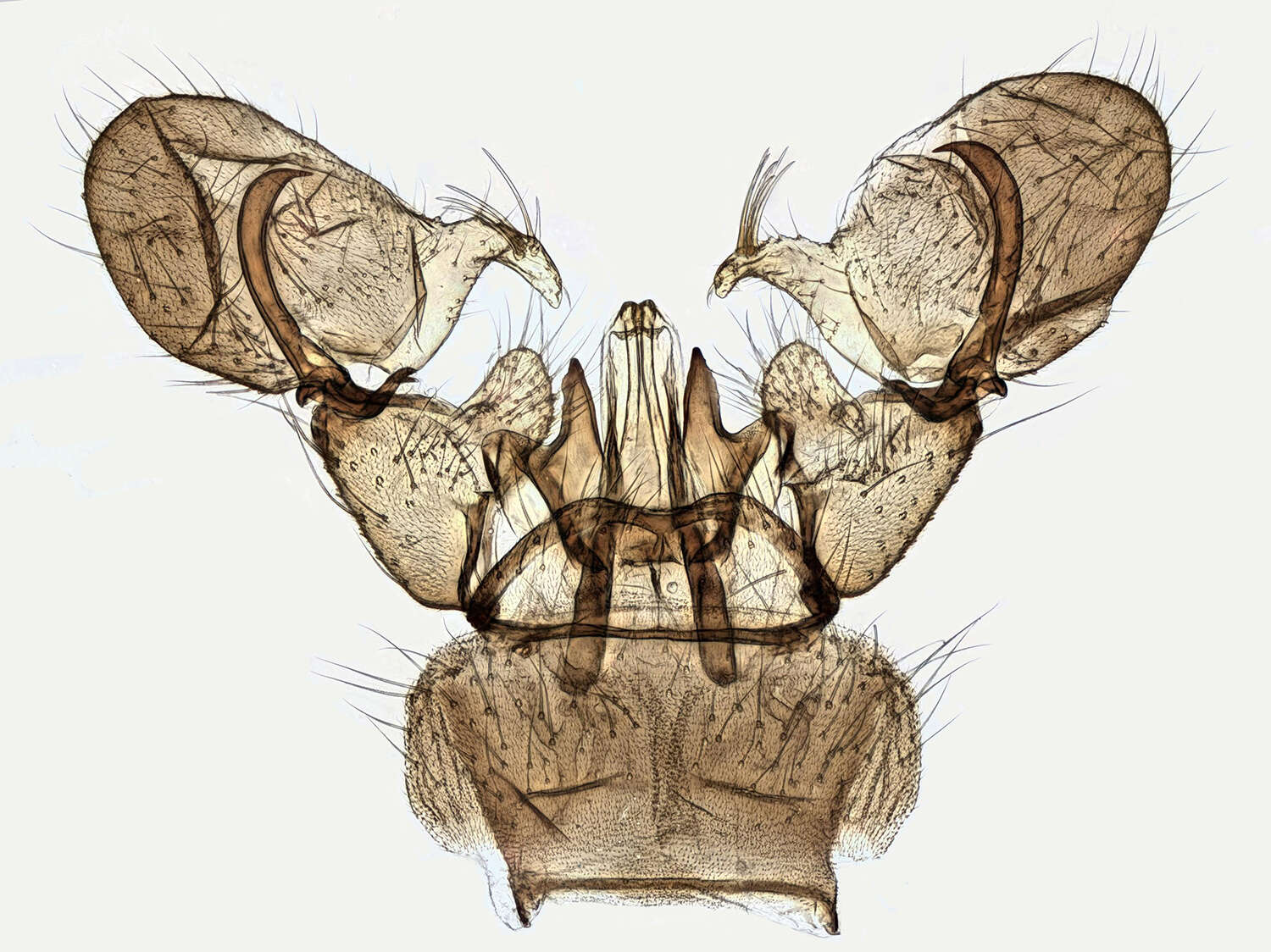 Image of Rhipidia (Rhipidia) maculata Meigen 1818