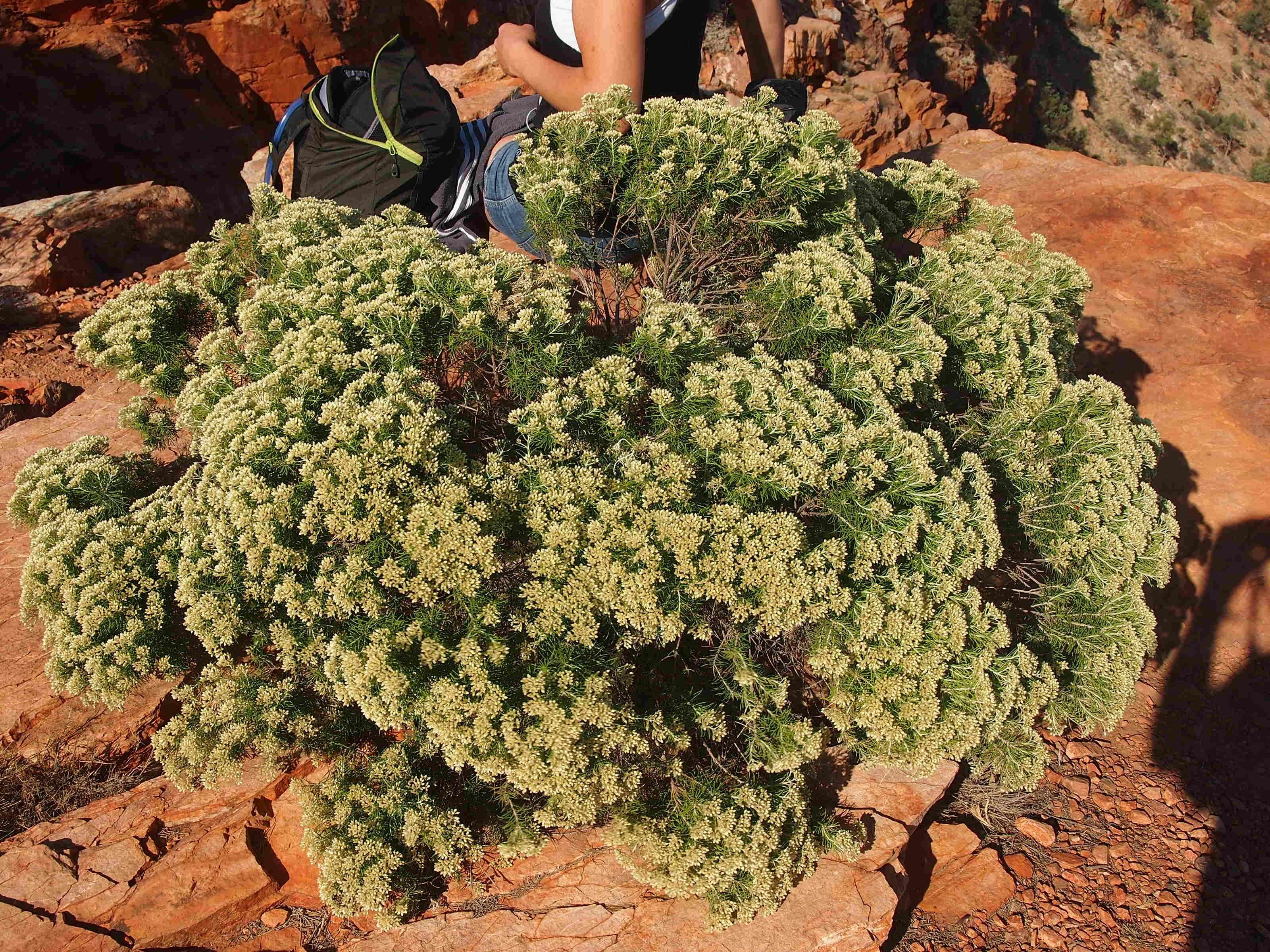 Cassinia laevis R. Br. resmi