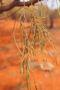 Image of Acacia paraneura Randell