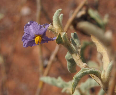 Image of Solanum chippendalei D. E. Symon