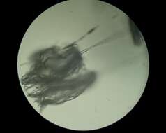 Image of Penicillium