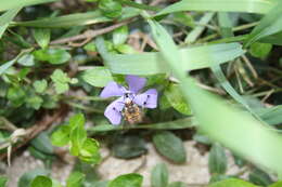 Image of Common Periwinkle