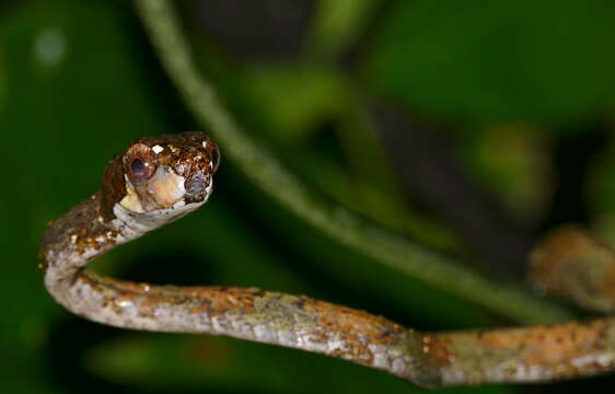 Image of Blunt-head Slug Snake