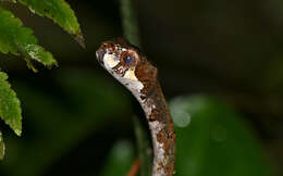 Image of Blunt-head Slug Snake