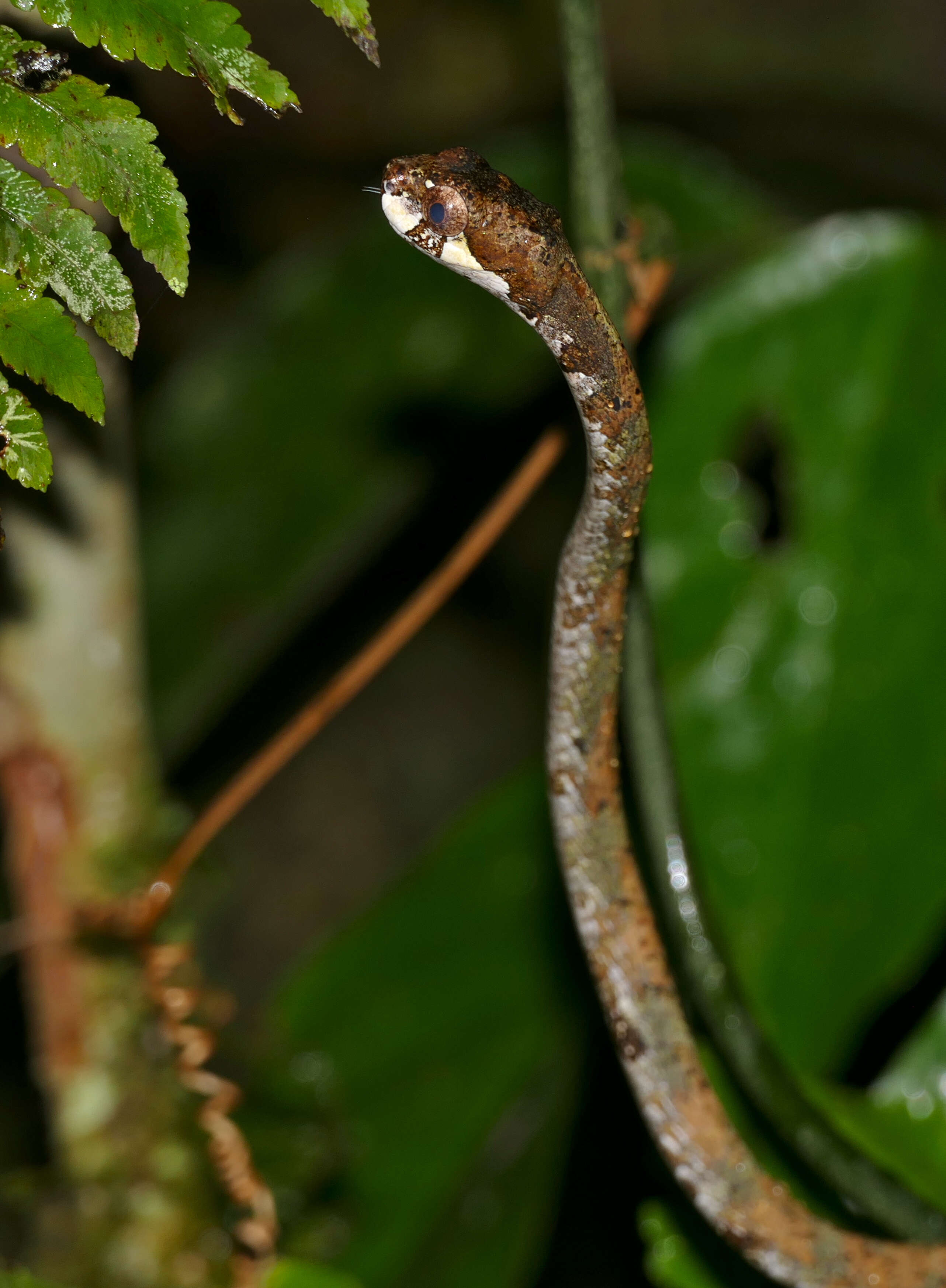 Image of Blunt-head Slug Snake