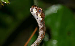 Image of Blunt-head Slug Snake