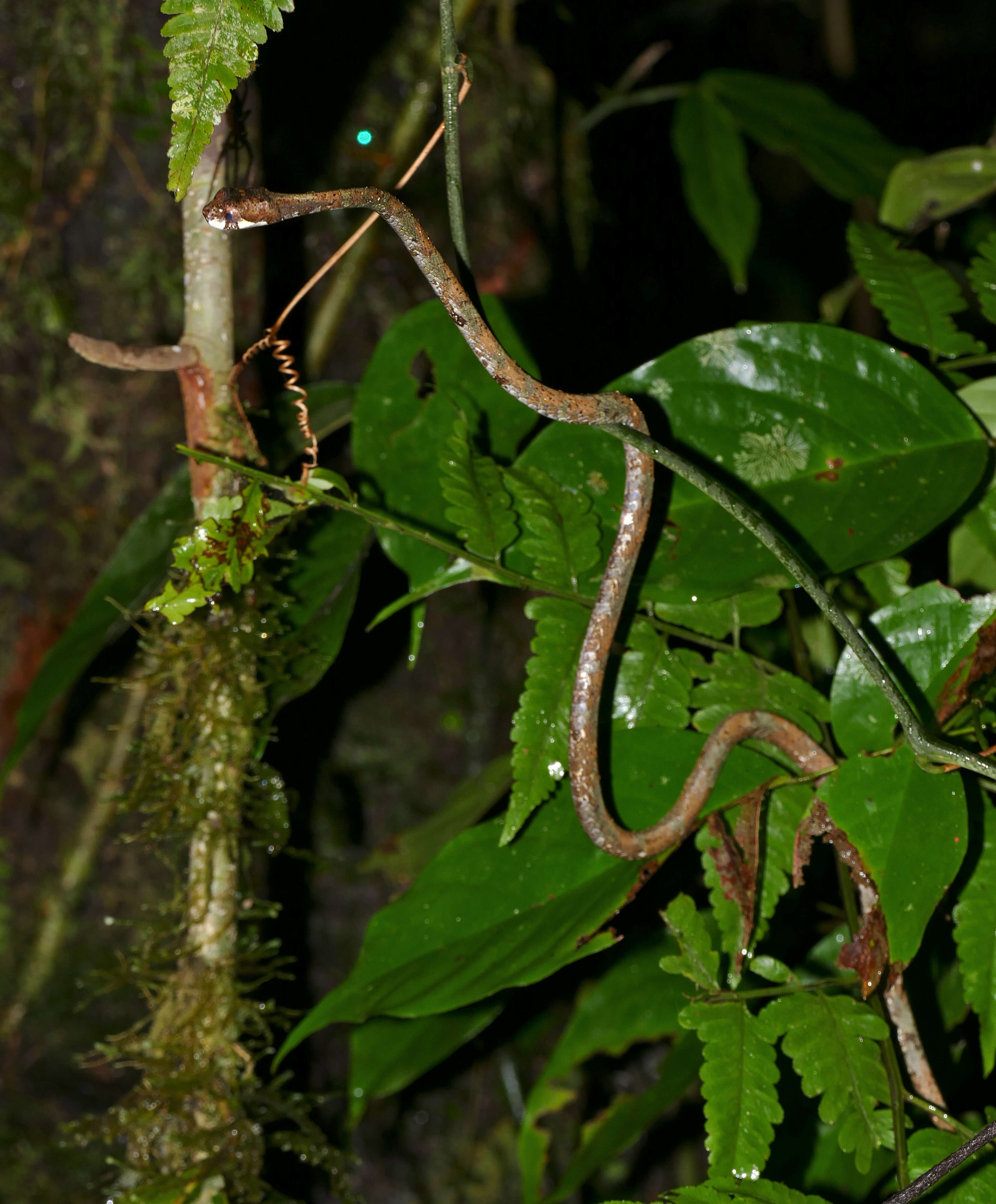 Image of Blunt-head Slug Snake