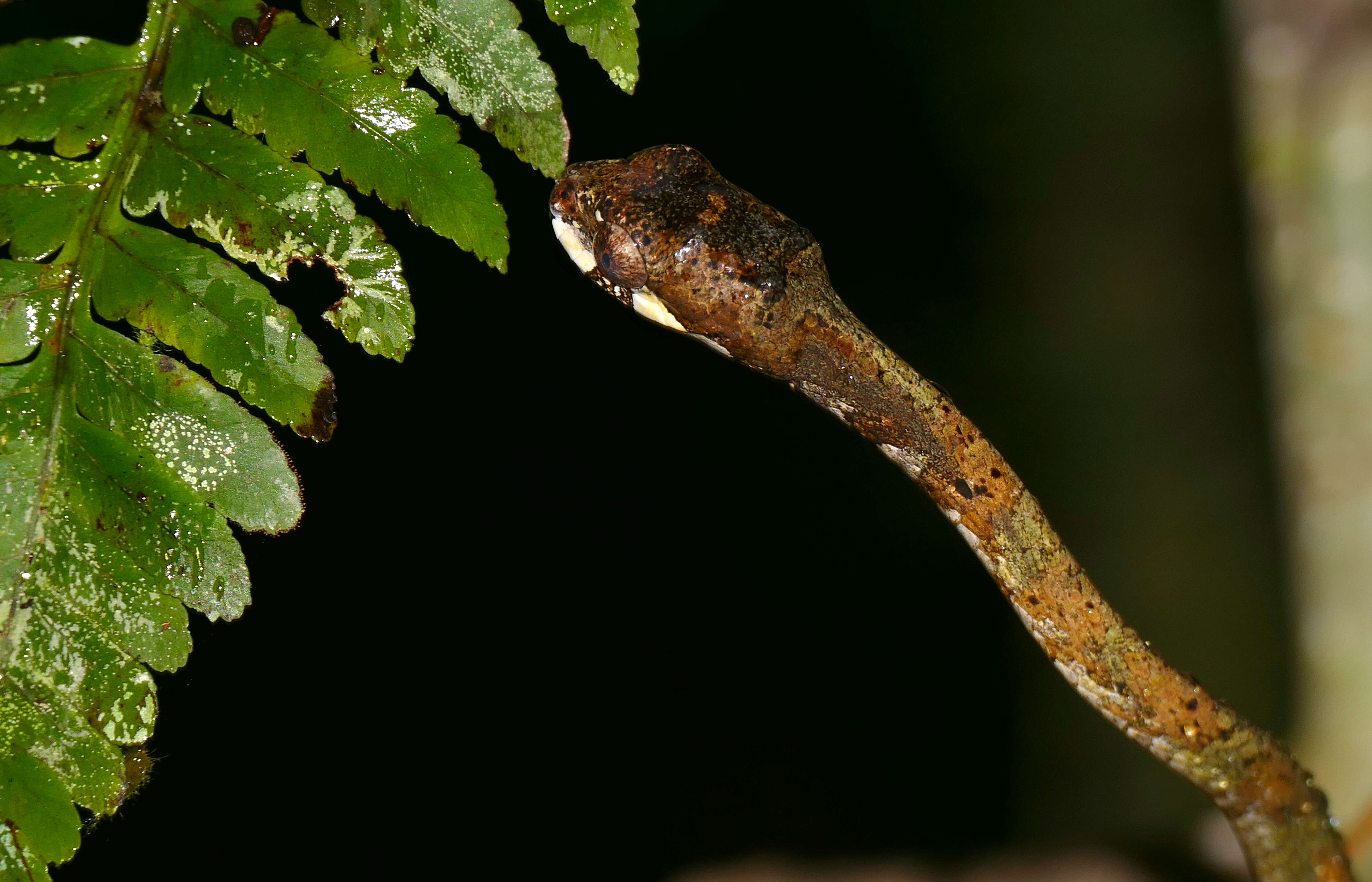 Image of Blunt-head Slug Snake