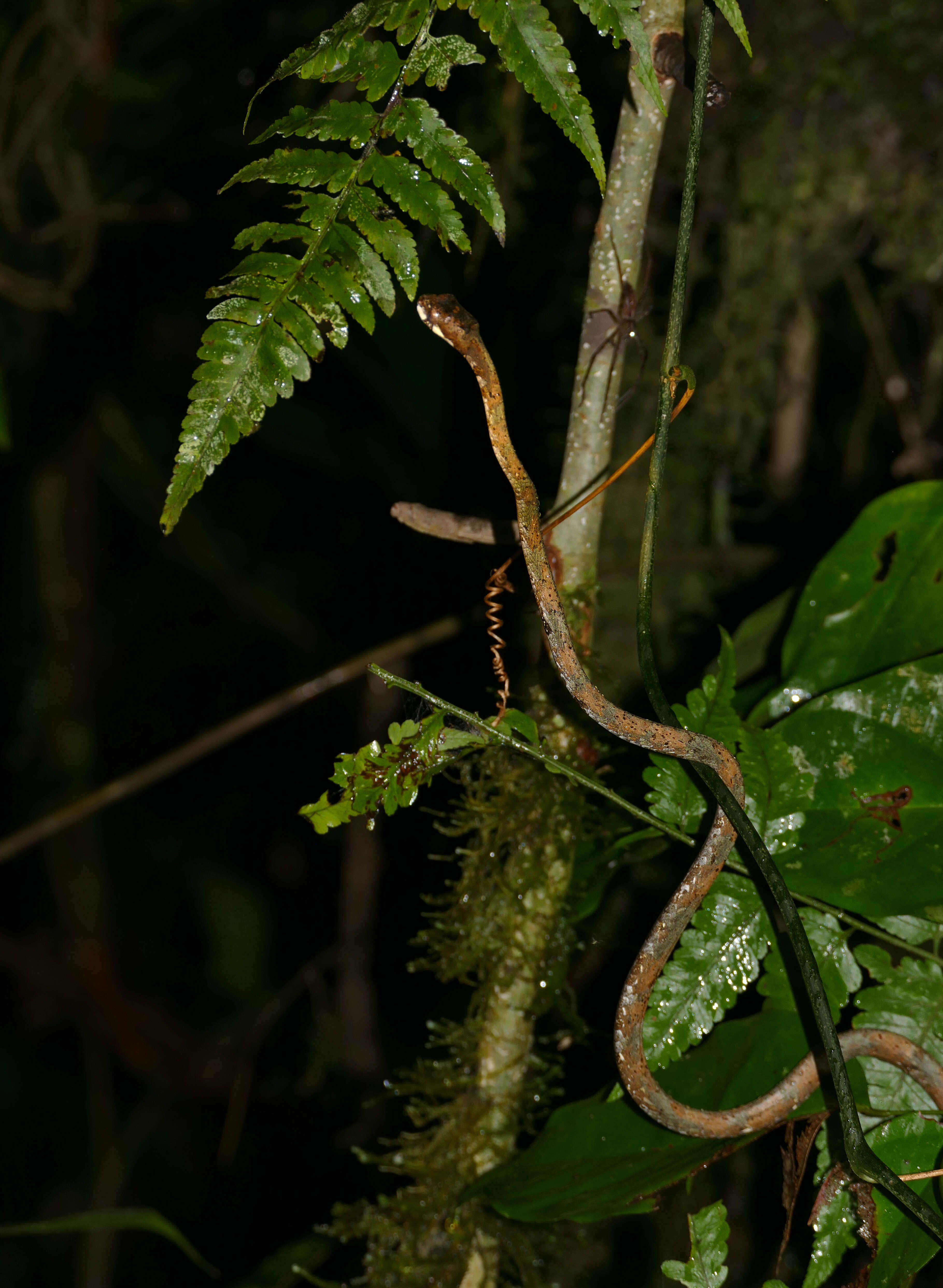 Image of Blunt-head Slug Snake