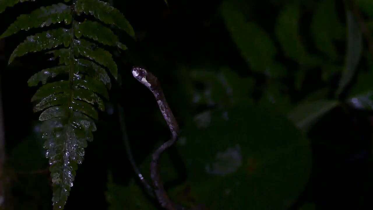 Image of Blunt-head Slug Snake