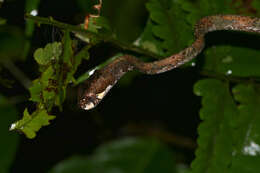 Image of Blunt-head Slug Snake