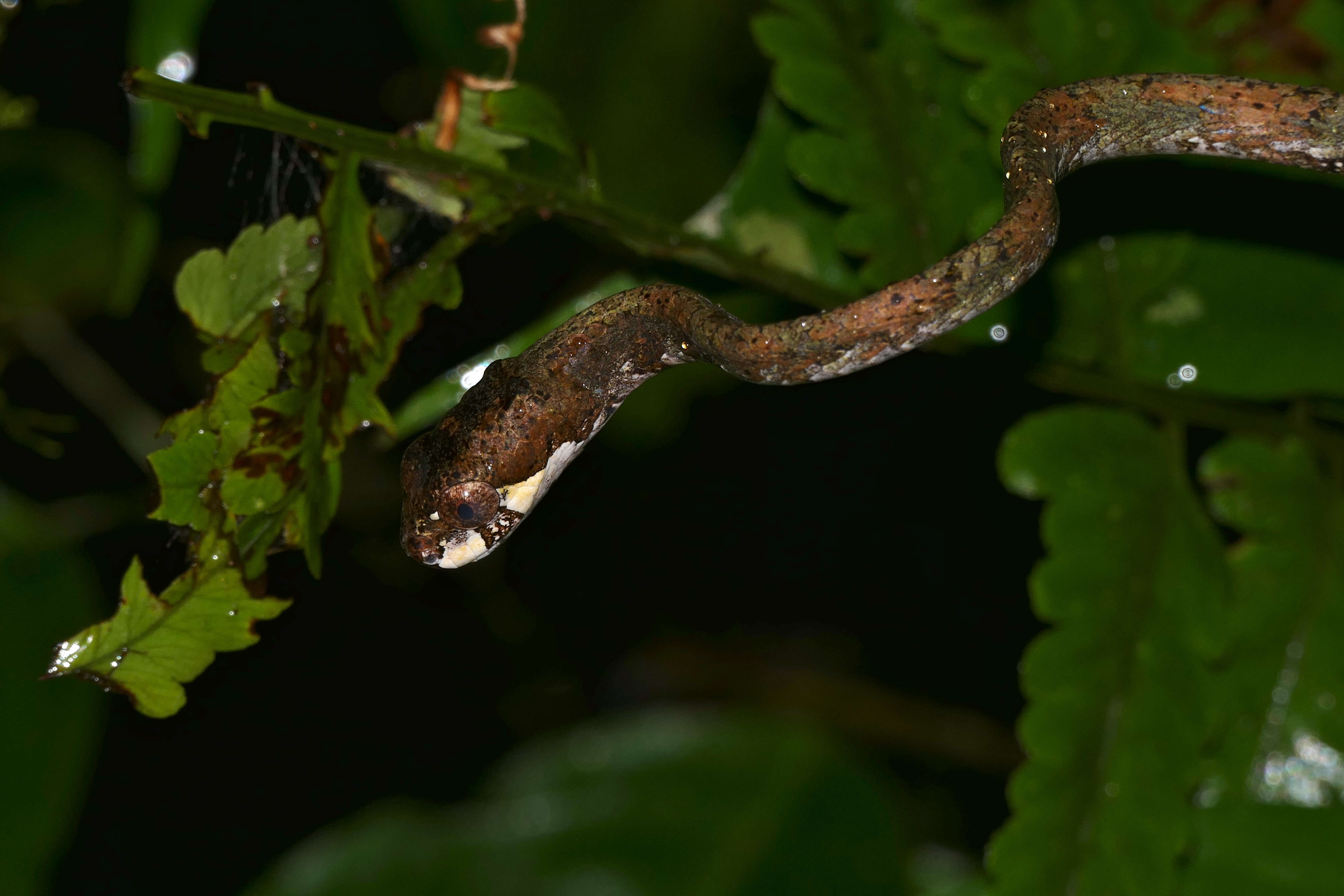 Image of Blunt-head Slug Snake