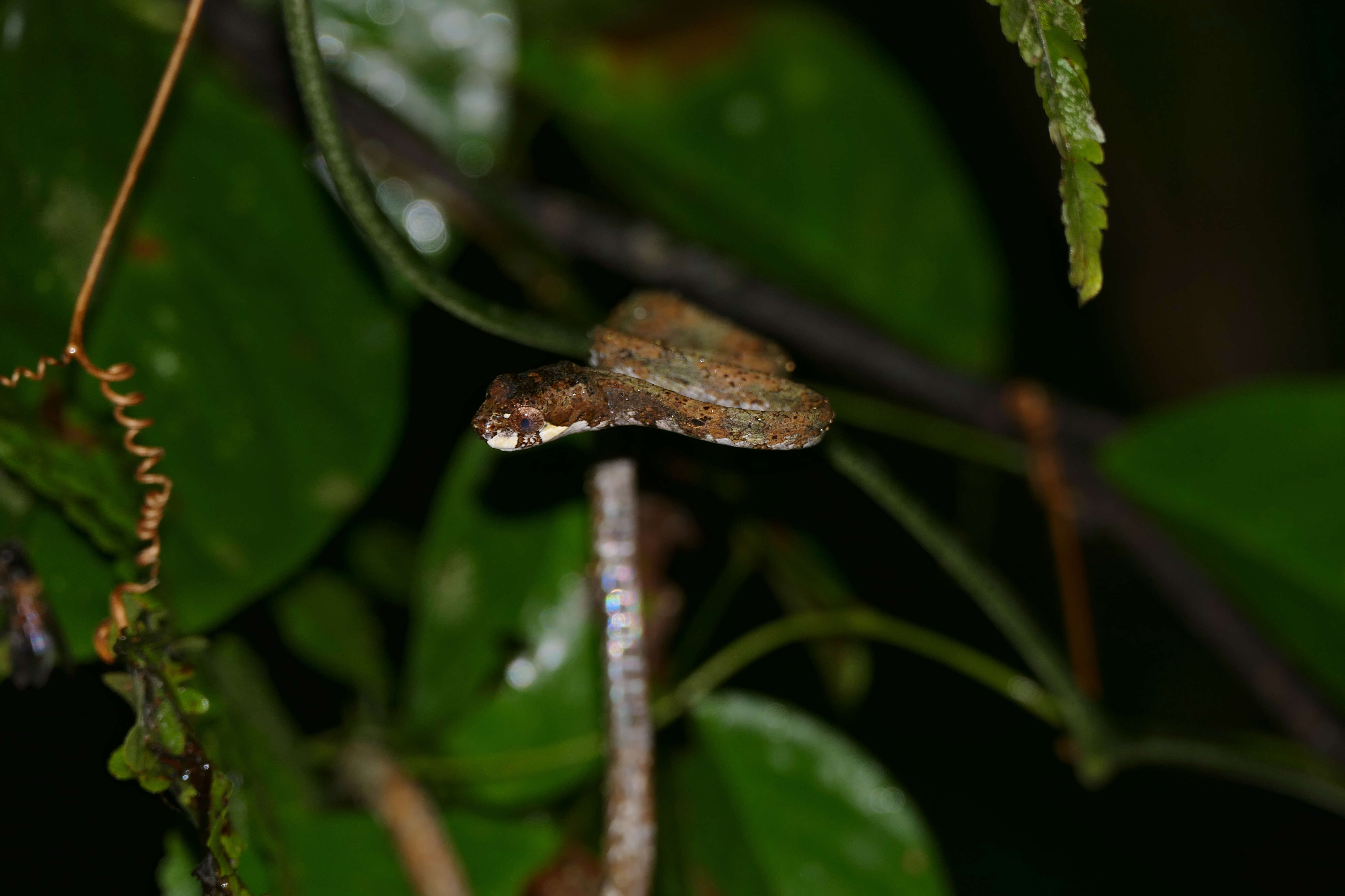 Image of Blunt-head Slug Snake