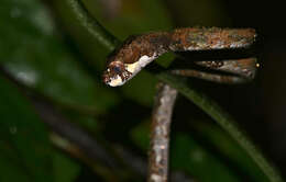 Image of Blunt-head Slug Snake