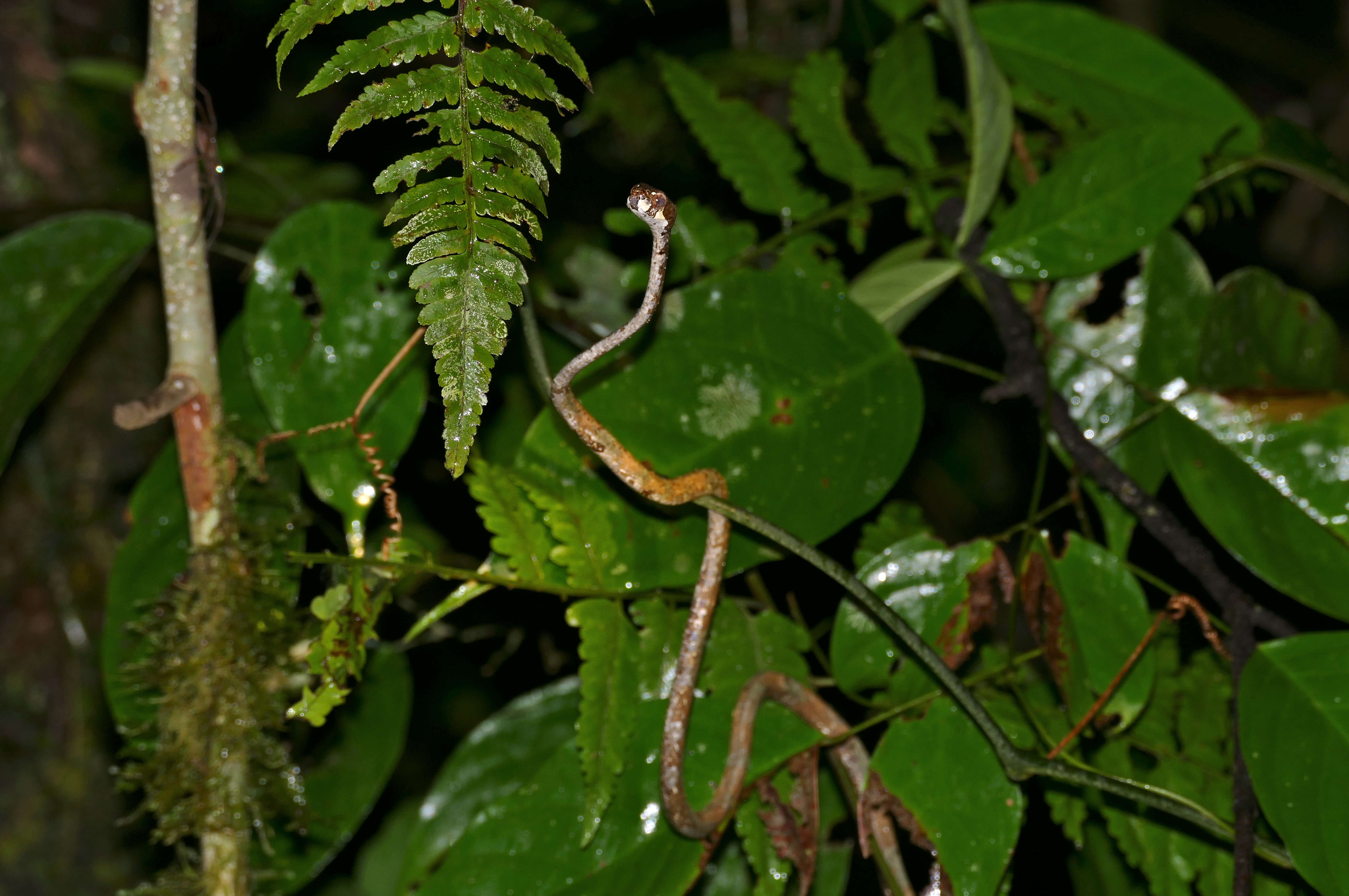 Image of Blunt-head Slug Snake